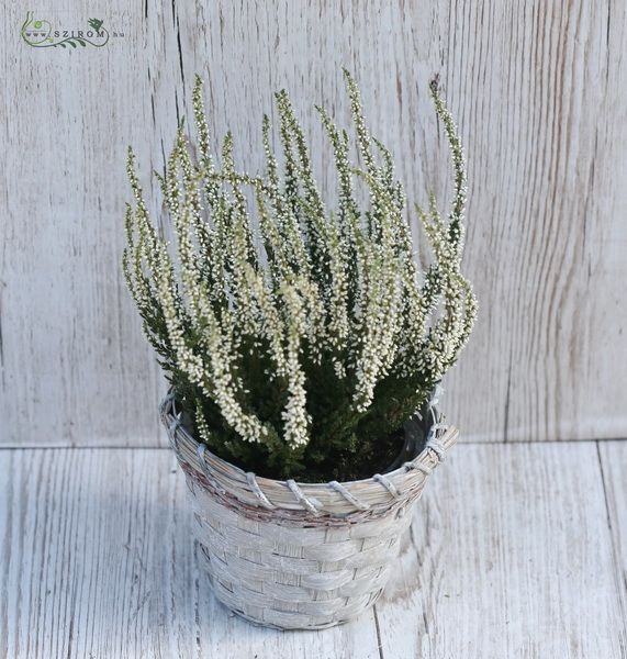 Blumenlieferung nach Budapest - calluna im Topf 33cm