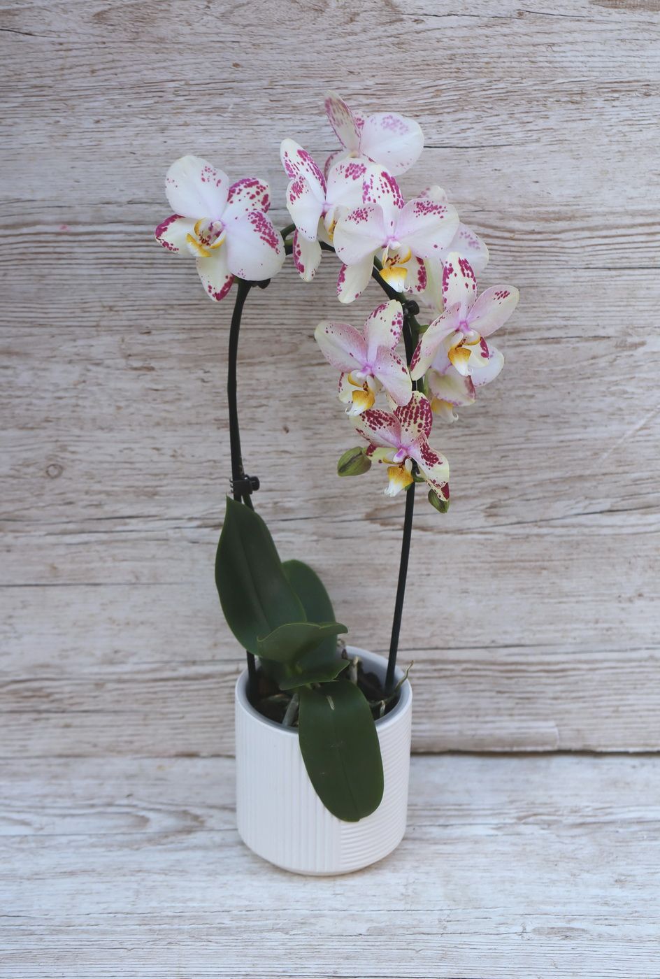 flower delivery Budapest - Cascade phalaenopsis orchid with pot dotted