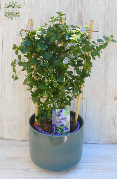 Blumenlieferung nach Budapest - Ceanothus  mit Topf