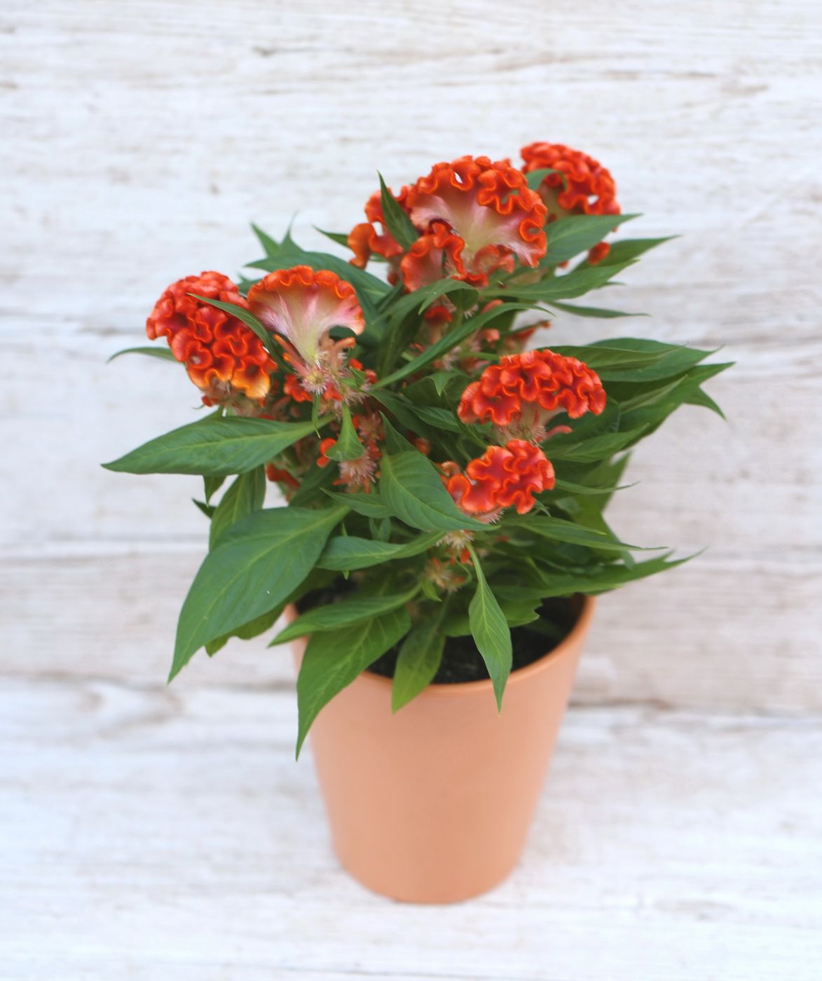 Virágküldés Budapest - Celosia Argenta Cristata Twisted Mix kaspóval (kinti)
