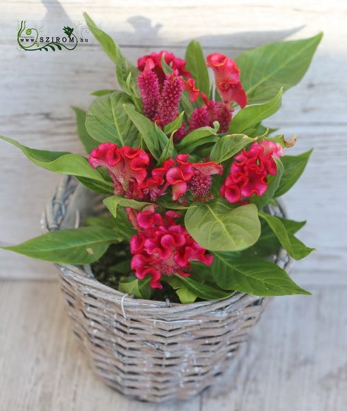Blumenlieferung nach Budapest - celosia twist im verschiedenen Farben (garten)