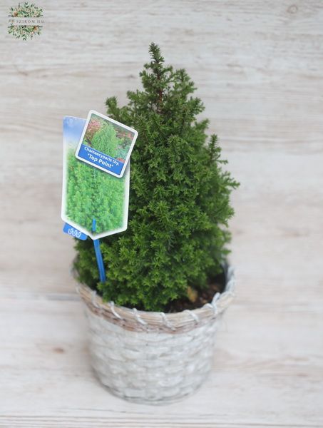 Blumenlieferung nach Budapest - Chamaecyparis thyoides 'Top Point 46cm