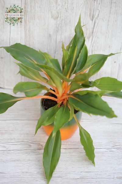 Blumenlieferung nach Budapest - chlorophytum orange