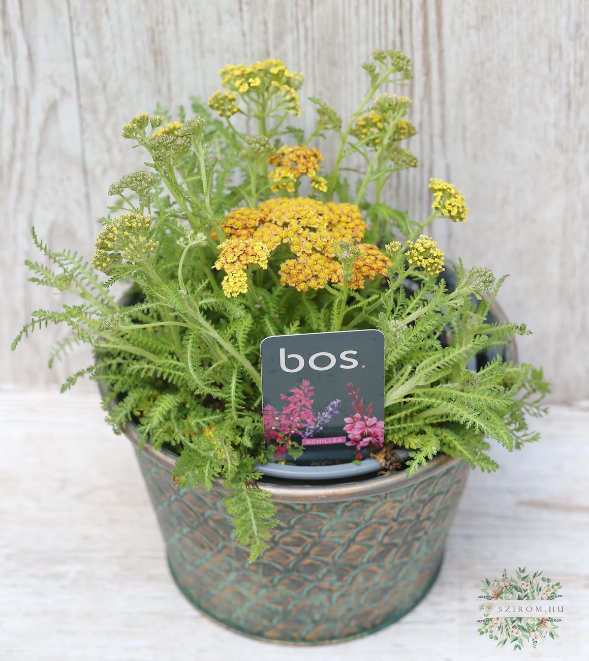 Virágküldés Budapest - cickafark (Achillea m) kaspóban (kültéri)