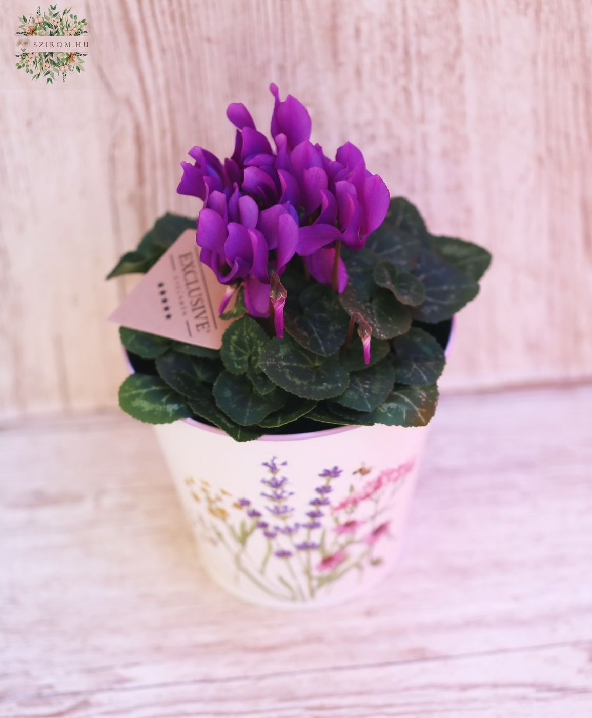 Blumenlieferung nach Budapest - Cyclamen Lila