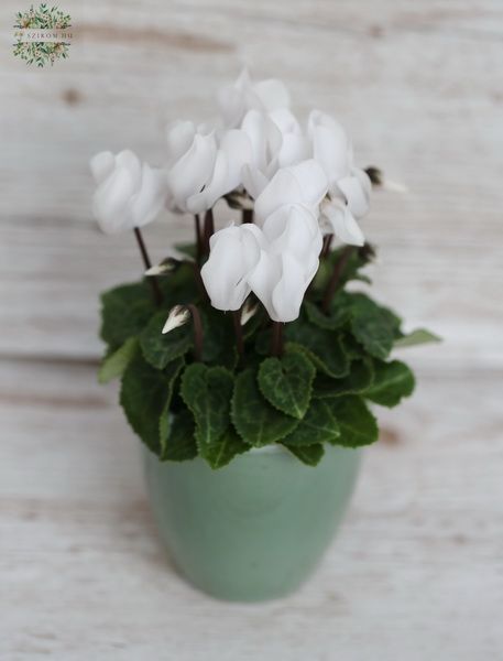 Blumenlieferung nach Budapest - Cyclamen
