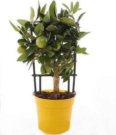 flower delivery Budapest - Citrofortunella Eustis with pot (p:12cm, h: 35cm) - indoor plant