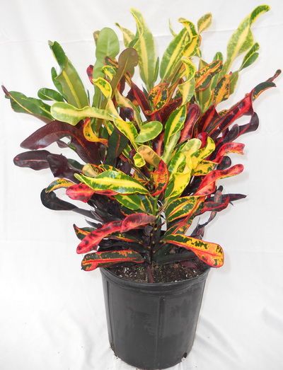 flower delivery Budapest - Codiaeum Mammi with pot (p:30cm, h:90cm) - indoor plant