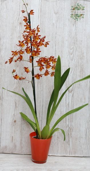 flower delivery Budapest - Colomanara orchidea