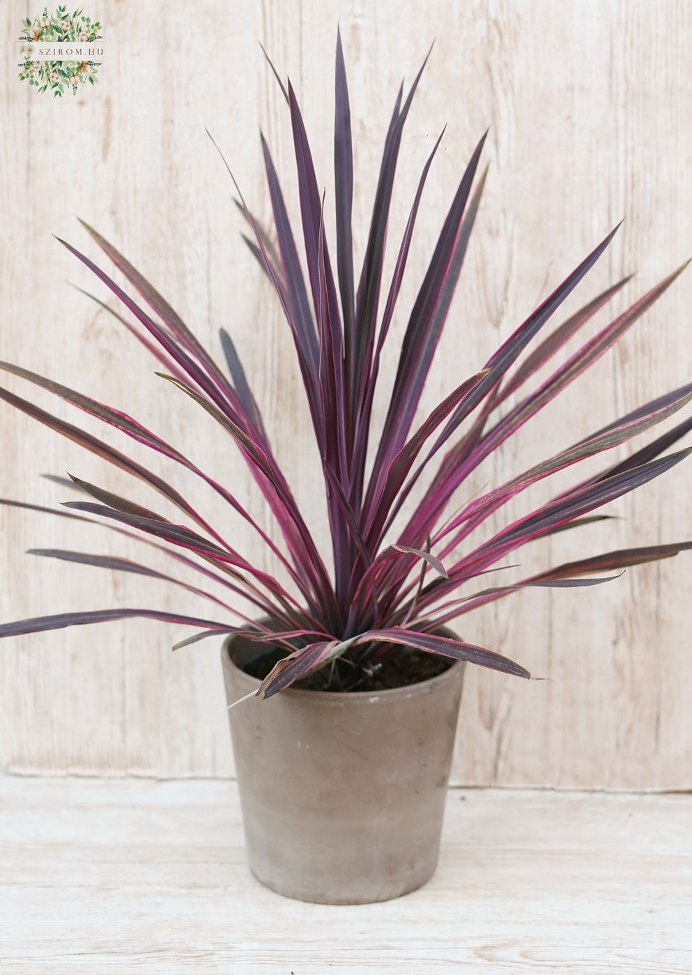 flower delivery Budapest - Cordyline in pot