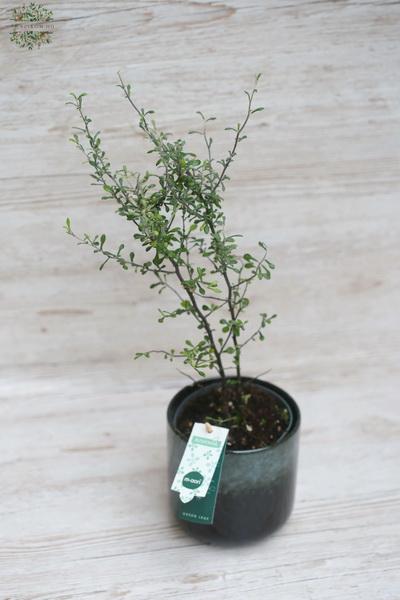 Virágküldés Budapest - Corokia Maori  cikcakkcserje 50cm