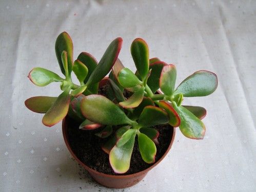 Virágküldés Budapest - Crassula ovata<br>(majomkenyérfa)<br>(15cm) - szobanövény