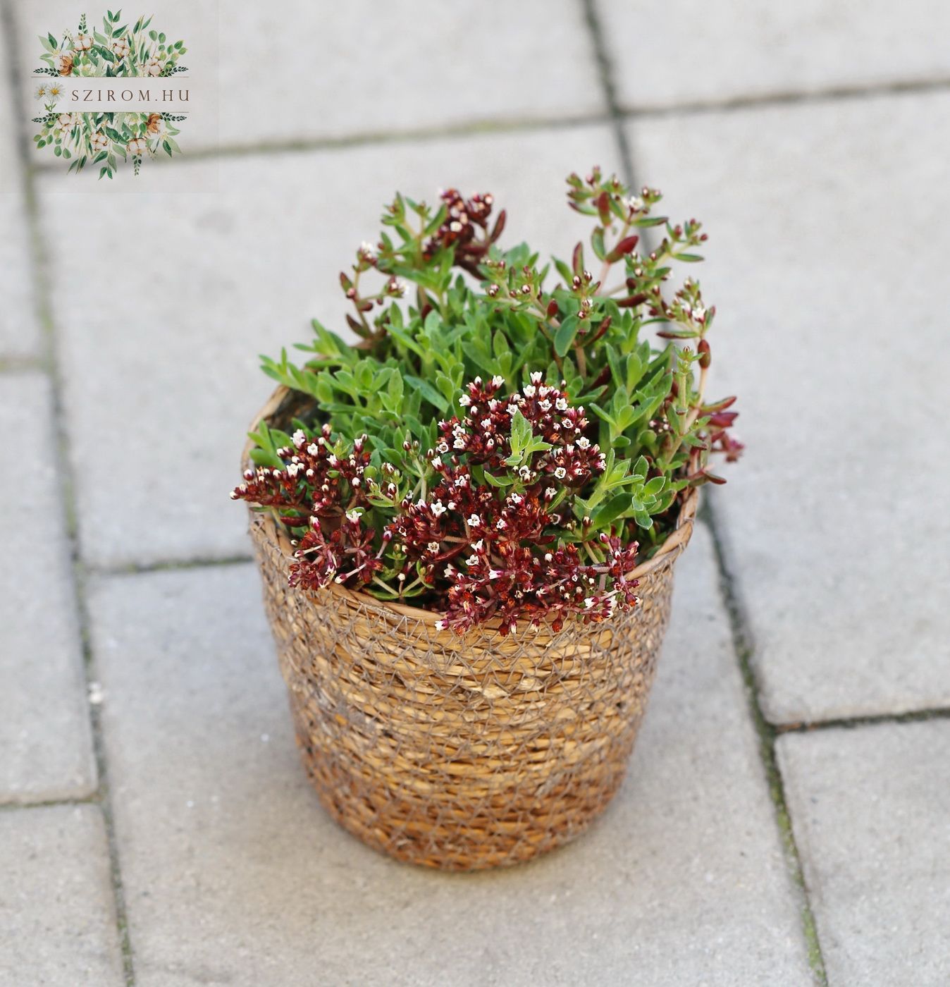 Blumenlieferung nach Budapest - Crassula Schmidtii in einem Weidentopf, Freilandpflanze  (14cm)
