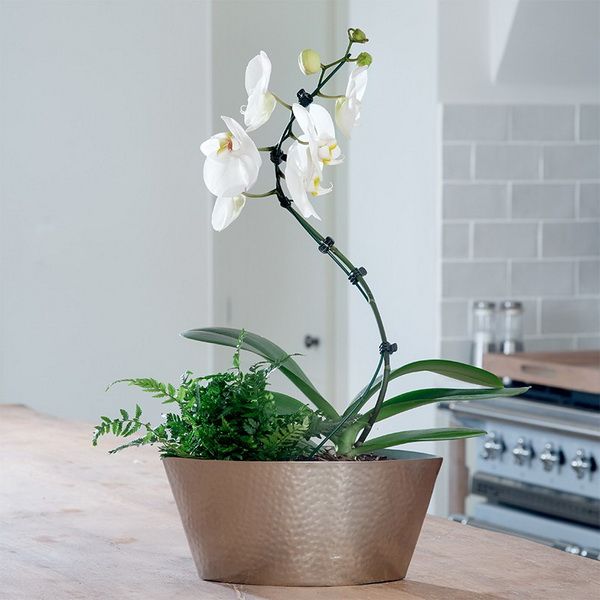 Virágküldés Budapest - Csavaros orchidea összeültetés