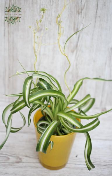 Blumenlieferung nach Budapest - chlorophytum 