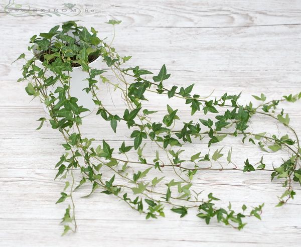 Blumenlieferung nach Budapest - Efeu im Topf (100cm) drinnen oder draussenpflanze