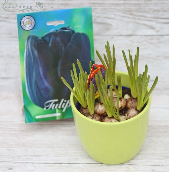 Blumenlieferung nach Budapest - Muscari im Topf mit Tulpenzwiebeln (20cm)