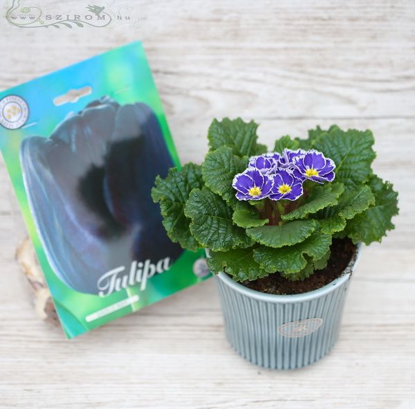 Blumenlieferung nach Budapest - Primel im Topf mit Tulpenzwiebeln (16cm)