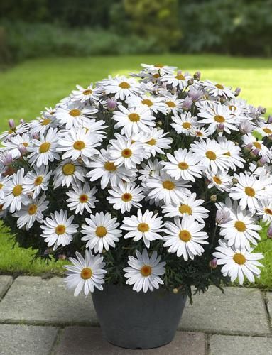 Blumenlieferung nach Budapest - Argyranthemum frutescens im Korb - Balkonpflanze