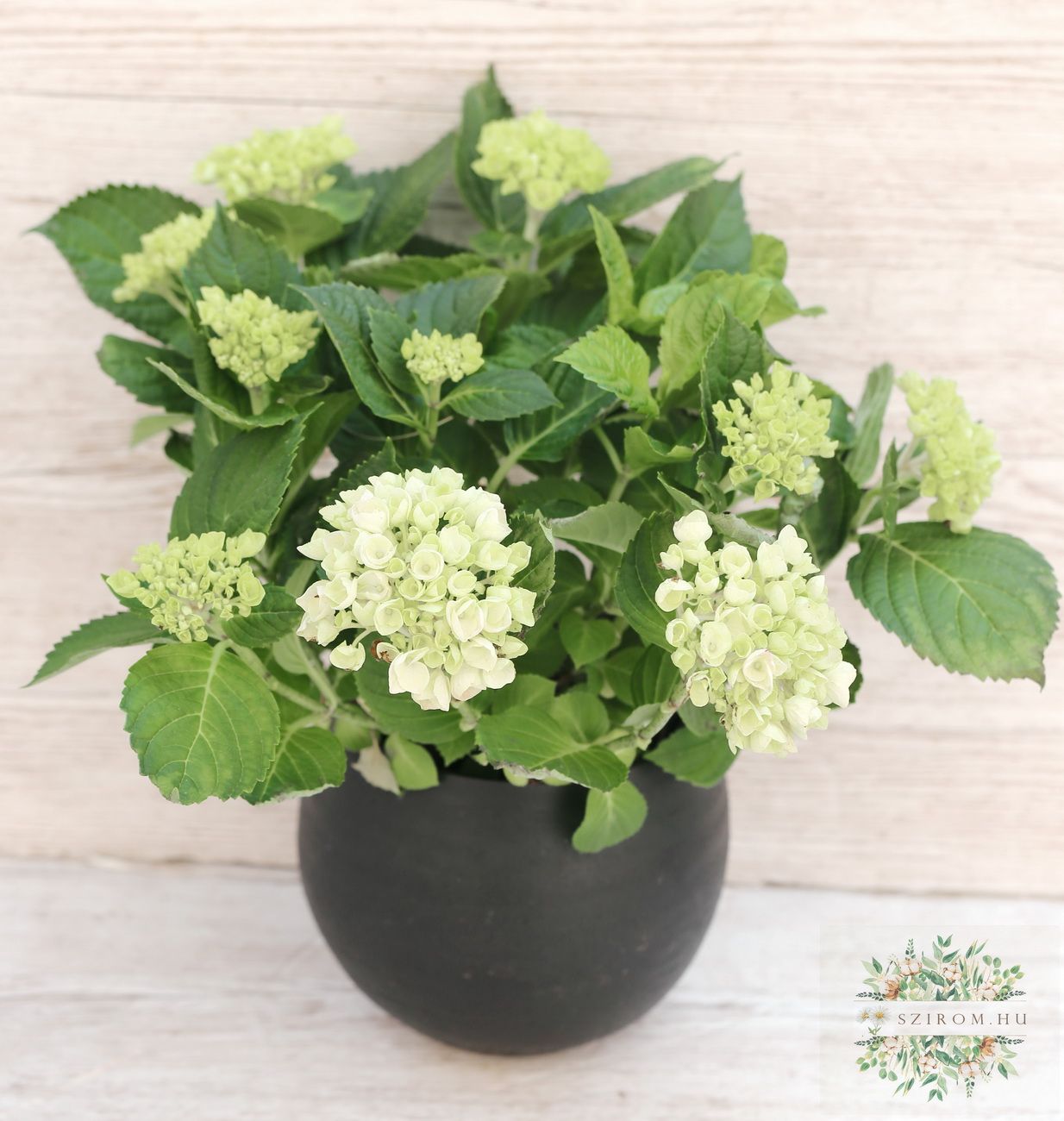 flower delivery Budapest - pink hydrangea in a pot