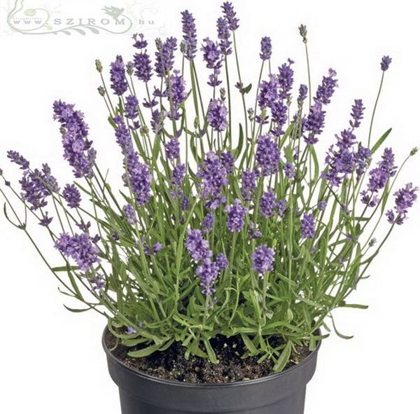 Blumenlieferung nach Budapest - Lavandel im Kopf (im Freien, 25cm)