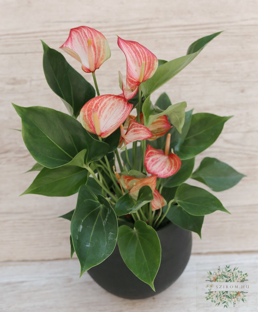 Blumenlieferung nach Budapest - gestreifte FlamingoBlume im Topf
