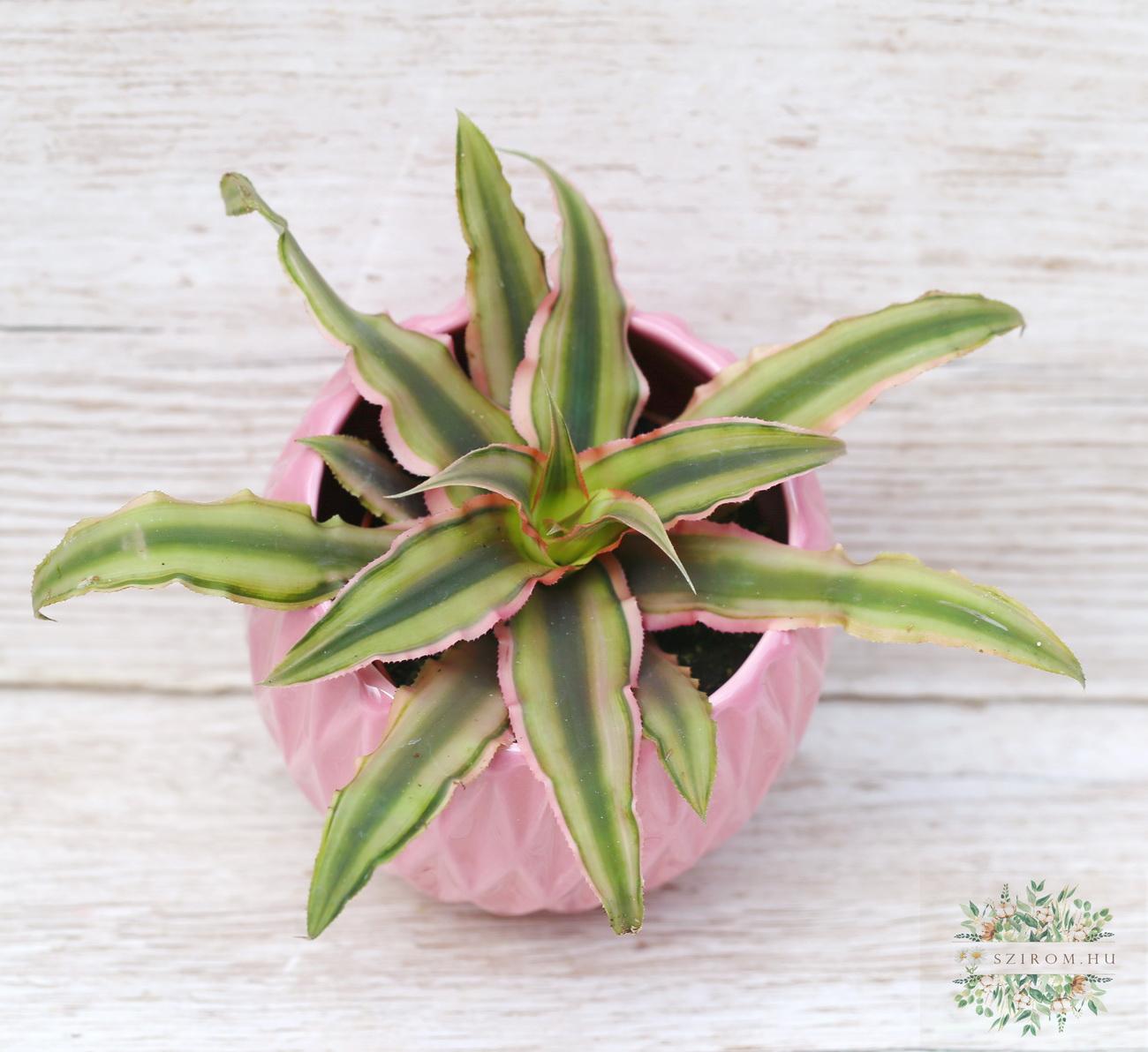 Virágküldés Budapest - csillagrózsa (Cryptanthus) kaspóban