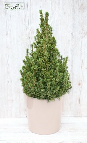 flower delivery Budapest - Picea Glauca 70cm in pot