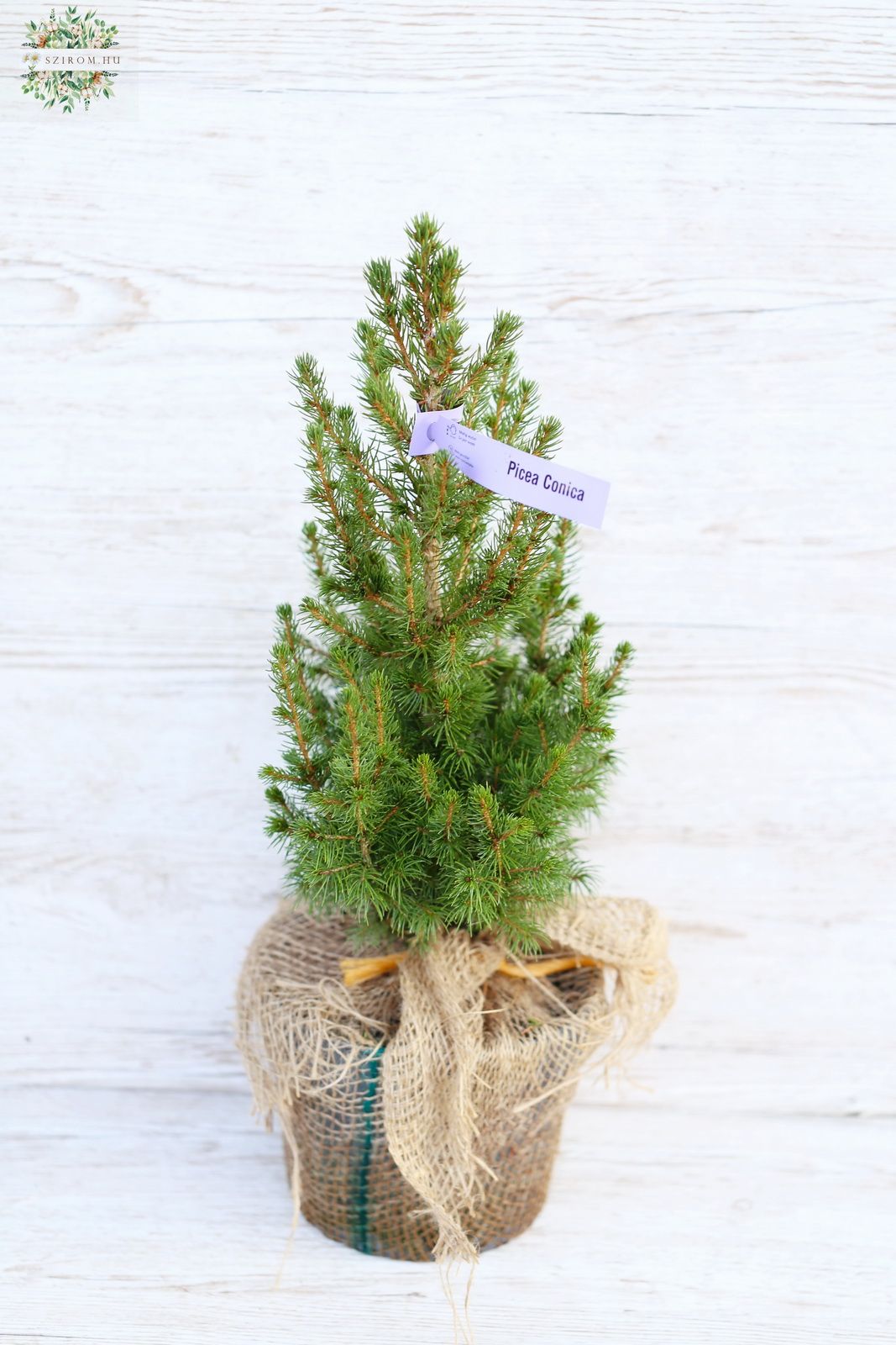 flower delivery Budapest - Picea glauca