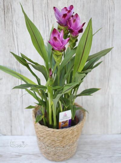 Blumenlieferung nach Budapest - Curcuma mit Topf