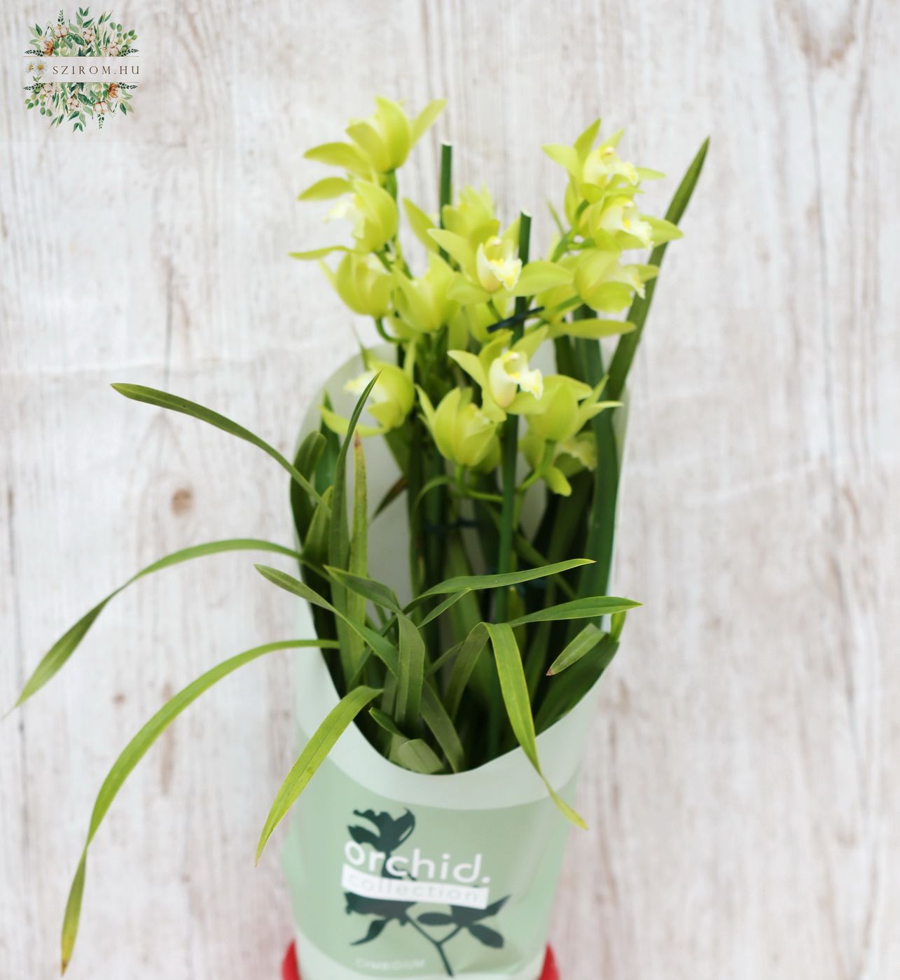 flower delivery Budapest - Cymbidium orchid with heart pattern pot