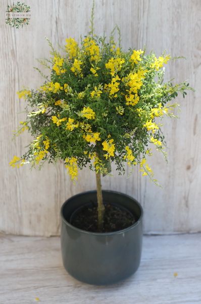 Blumenlieferung nach Budapest - Cystisus mit Topf