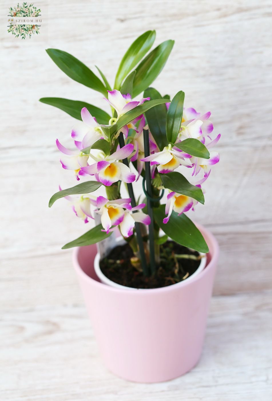 Virágküldés Budapest - Dendrobium kaspóval, változó színekben, alacsony