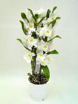 Virágküldés Budapest - Dendrobium nobile<br>fehér vagy krém színben<br>kaspóban - beltéri növény