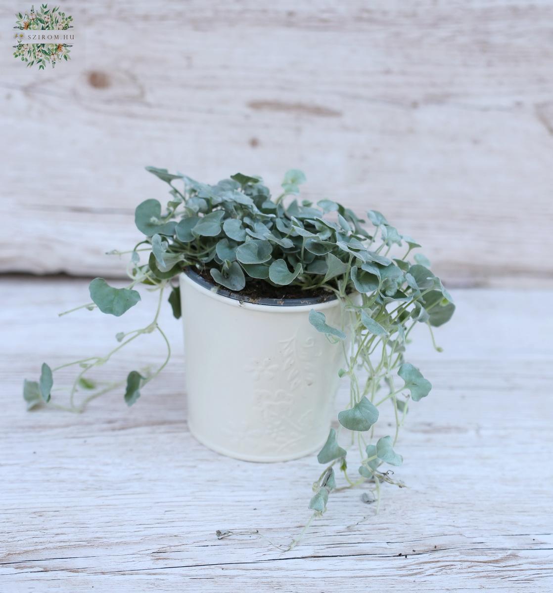 Virágküldés Budapest - Dichondra kaspóban 