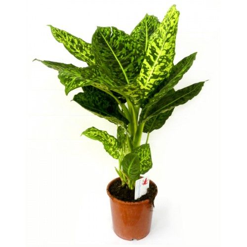 Virágküldés Budapest - Diffenbachia reflector kaspóval (cs:24cm, m:75cm) - szobanövény