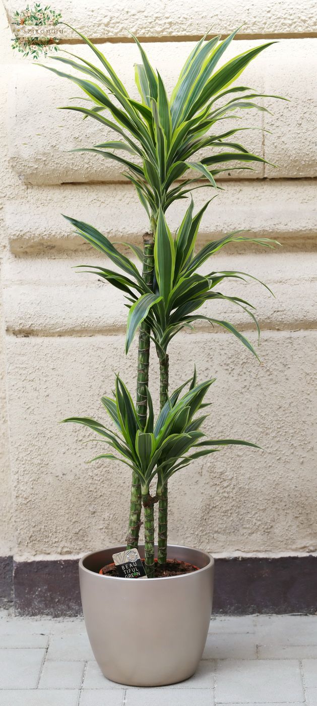 Virágküldés Budapest - Dracaena deremensis  Lemon Lime kaspóval 140cm
