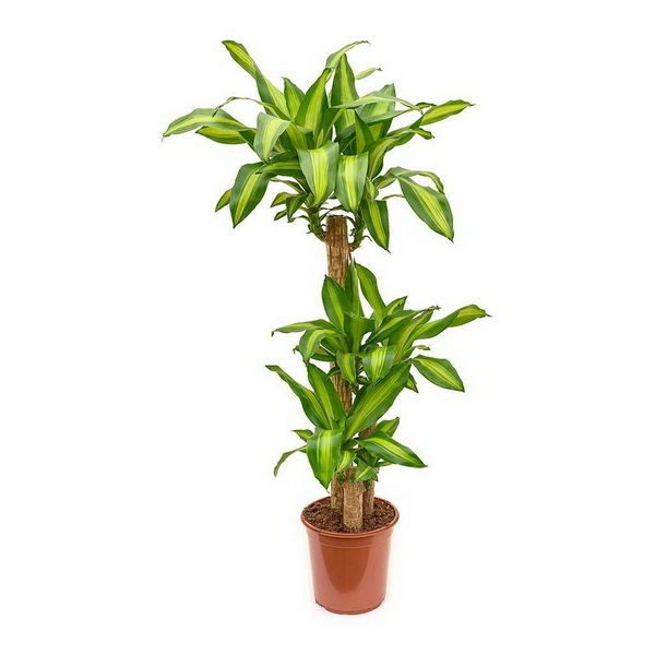 flower delivery Budapest - Dracaena fragrans Massangeana 3 strains (p:24cm, h:150-170cm)
