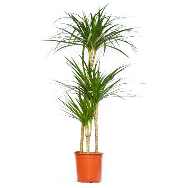 Virágküldés Budapest - Dracaena marginata 3 törzsű (sávos sárkányfa) (cs:24cm, m:150cm)