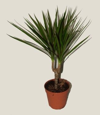 Virágküldés Budapest - Dracaena marginata kaspóban<br>(dracéna)<br>(30cm) - szobanövény