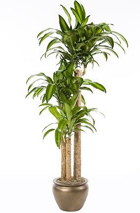 Blumenlieferung nach Budapest - Dracaena massangeana im Topf (t:24cm, h:150cm) - Zimmerpflanze