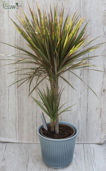 Blumenlieferung nach Budapest - Dracena 100 cm