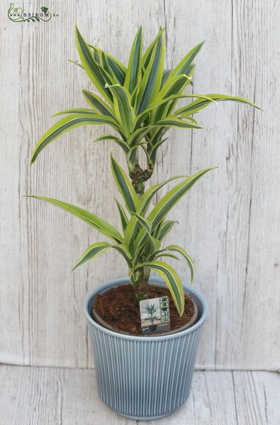 flower delivery Budapest - Dracena 75cm