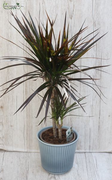 Blumenlieferung nach Budapest - Dracena 75cm