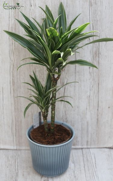 Virágküldés Budapest - Dracena 75cm
