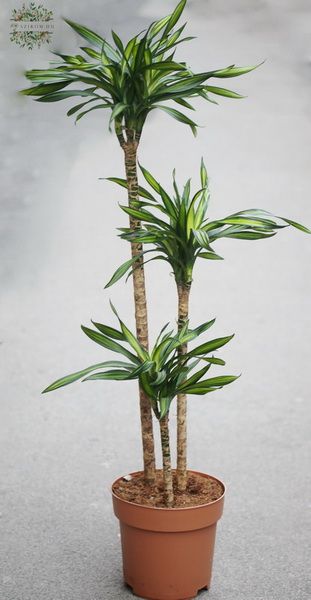 flower delivery Budapest - Dracena Riki, big
