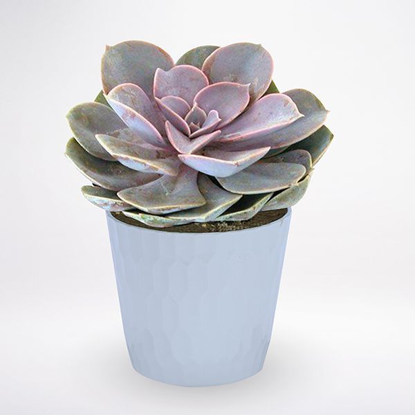 Blumenlieferung nach Budapest - Echeveria Lilacina im Topf (Zimmerpflanze)