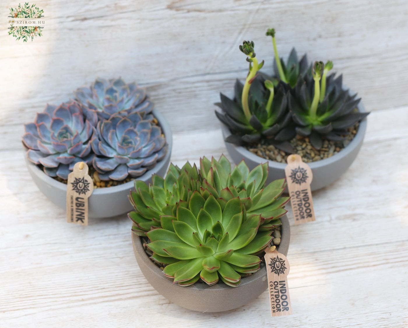 flower delivery Budapest - Echeveria  bowl 1 piece  (17cm)