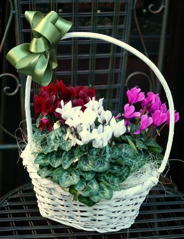 flower delivery Budapest - basket of cyclamens - indoor plants