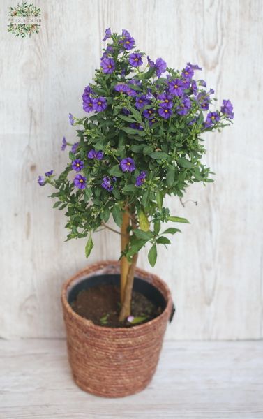 Blumenlieferung nach Budapest - Enzian-Bäumchen in Kaspo (50cm)